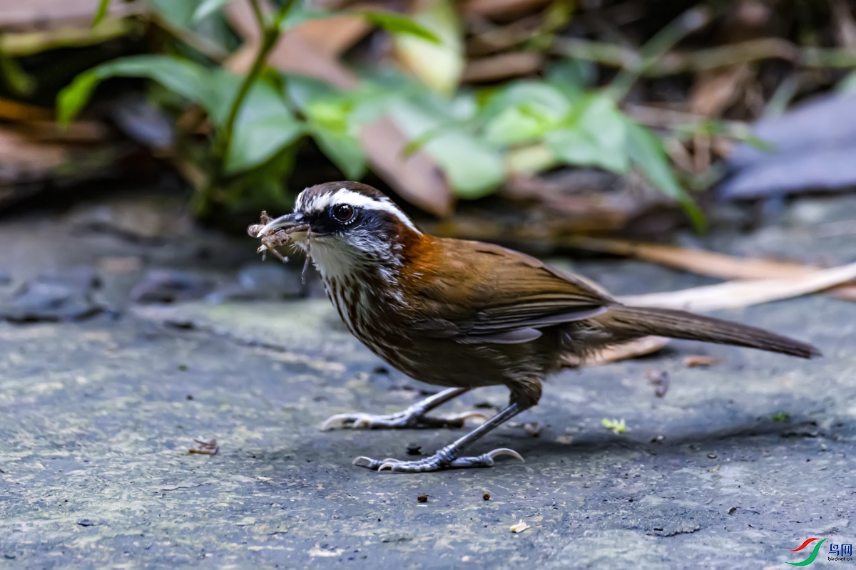 ����   �ؾ�������