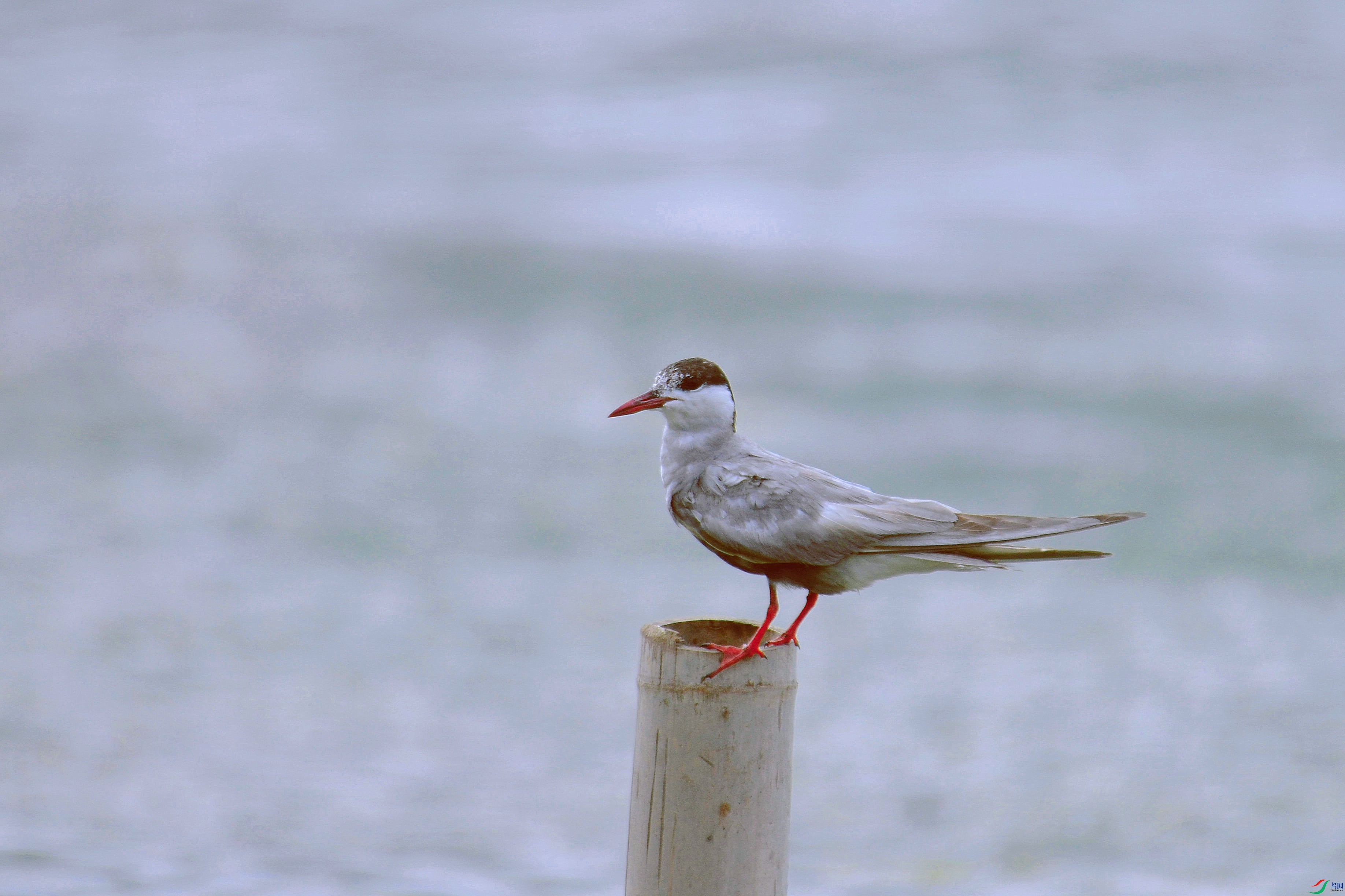 DSC_6924.JPG