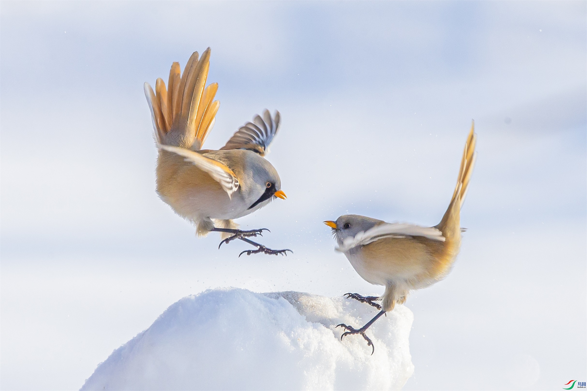 DK7T0662 ����1.jpg