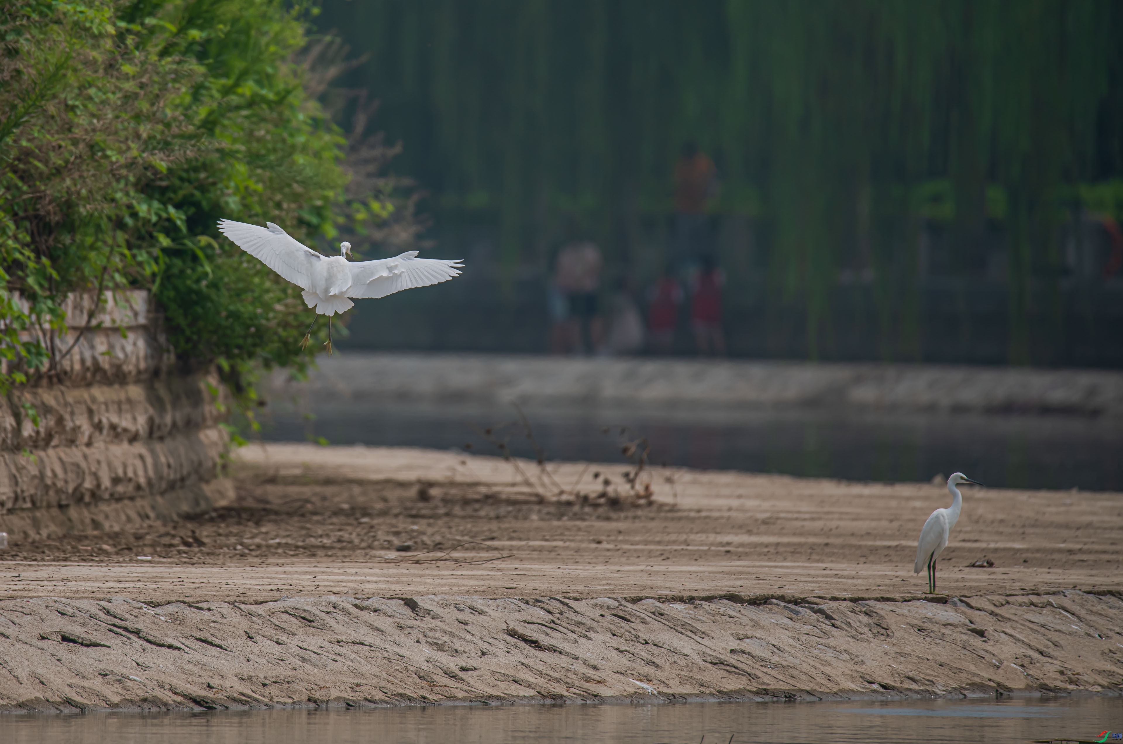 DSC_4464.jpg