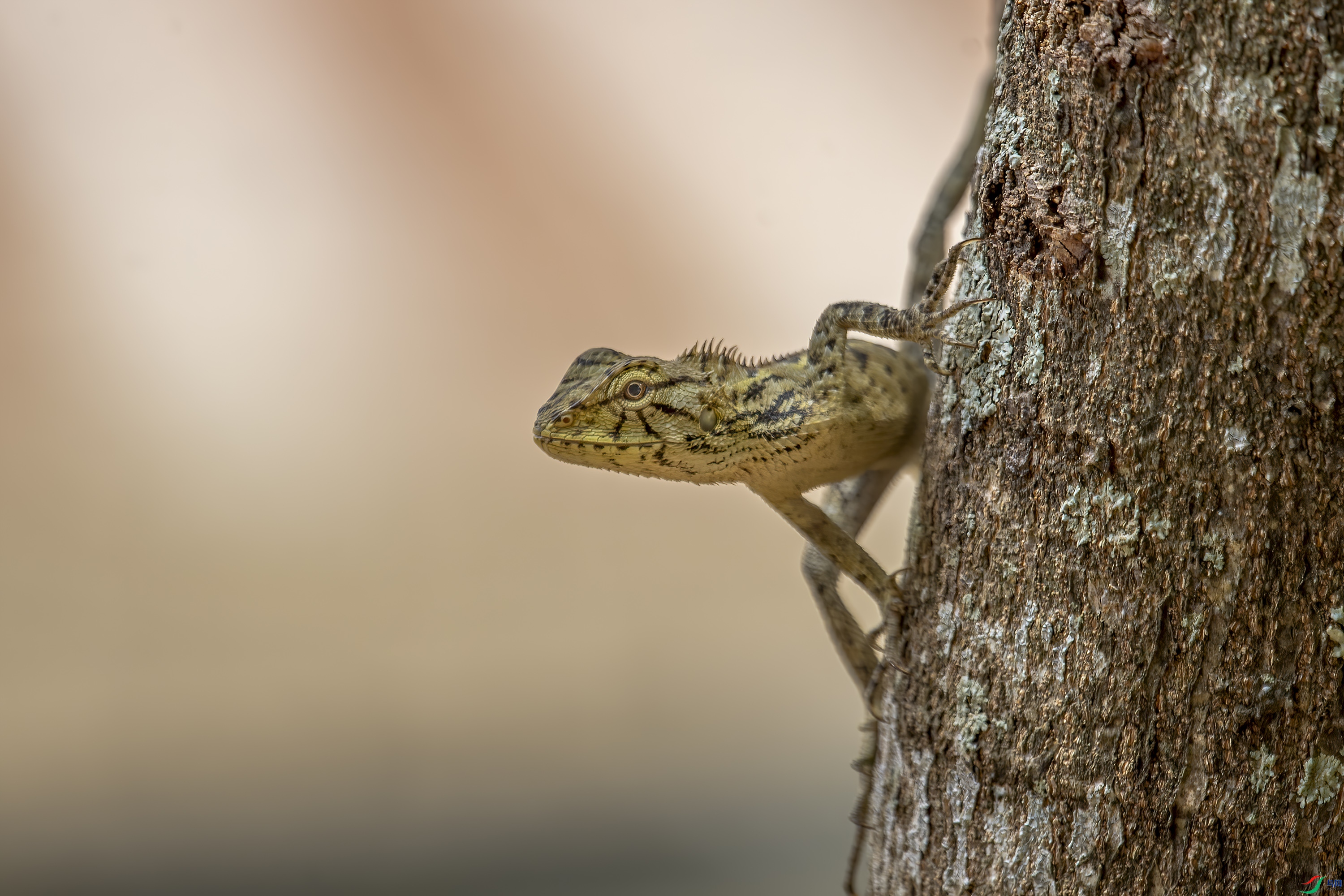 DSC_6651.jpg