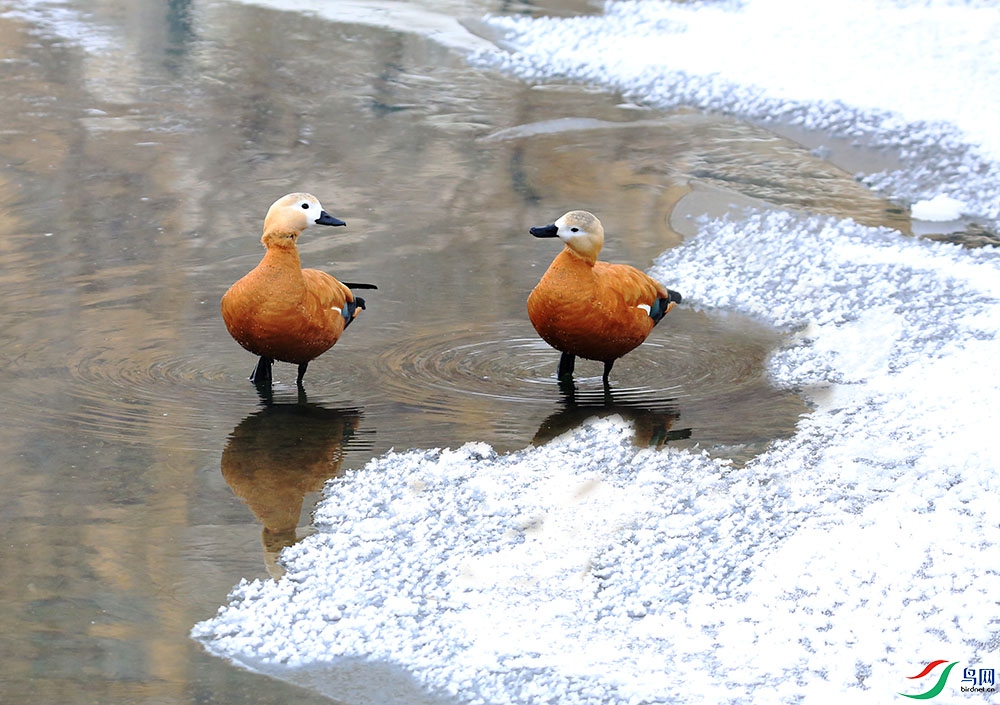 1����Ѽ��ѧ����Tadorna ferruginea�����ͽϴ��峤51-68���ף�����Լ1.5kg���ȼ�Ѽ�Դ�ȫ����ƺ�ɫ�����������Եİ�ɫ��ߺ�ͭ��ɫ�������졢�š�β��ɫ��������һ��ɫ����������ʱ��ɫ�ķ���β����ͽš��ƺ�ɫ������Ͱ�ɫ�����Ϻ����¸����γ������Ķ��ա���Ϣ�ڿ�����ԭ����.jpg