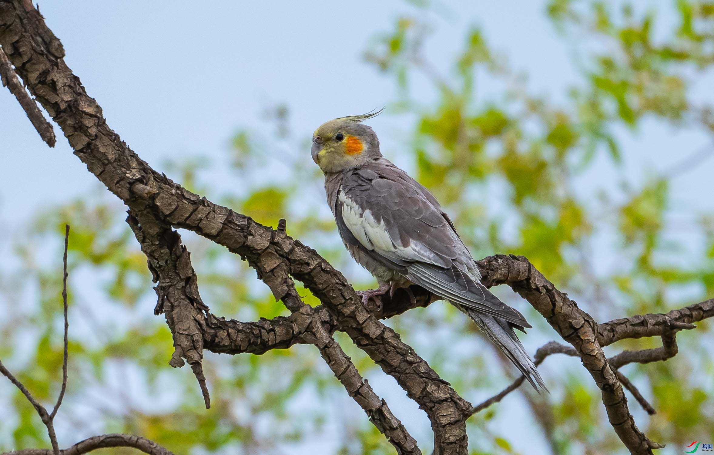 ��β����