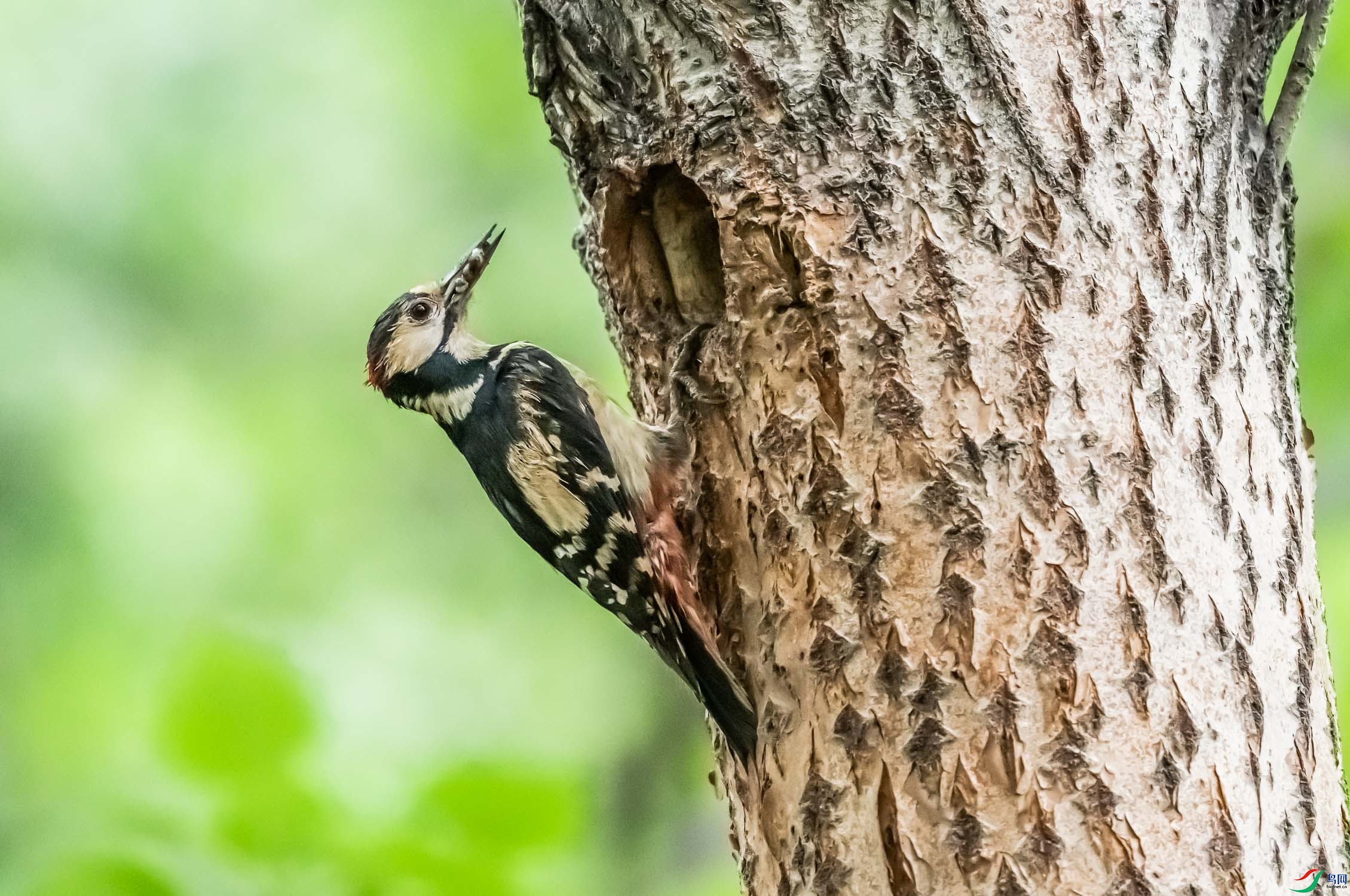 �����ľ��