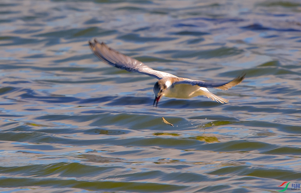 DSC_9018-1.jpg