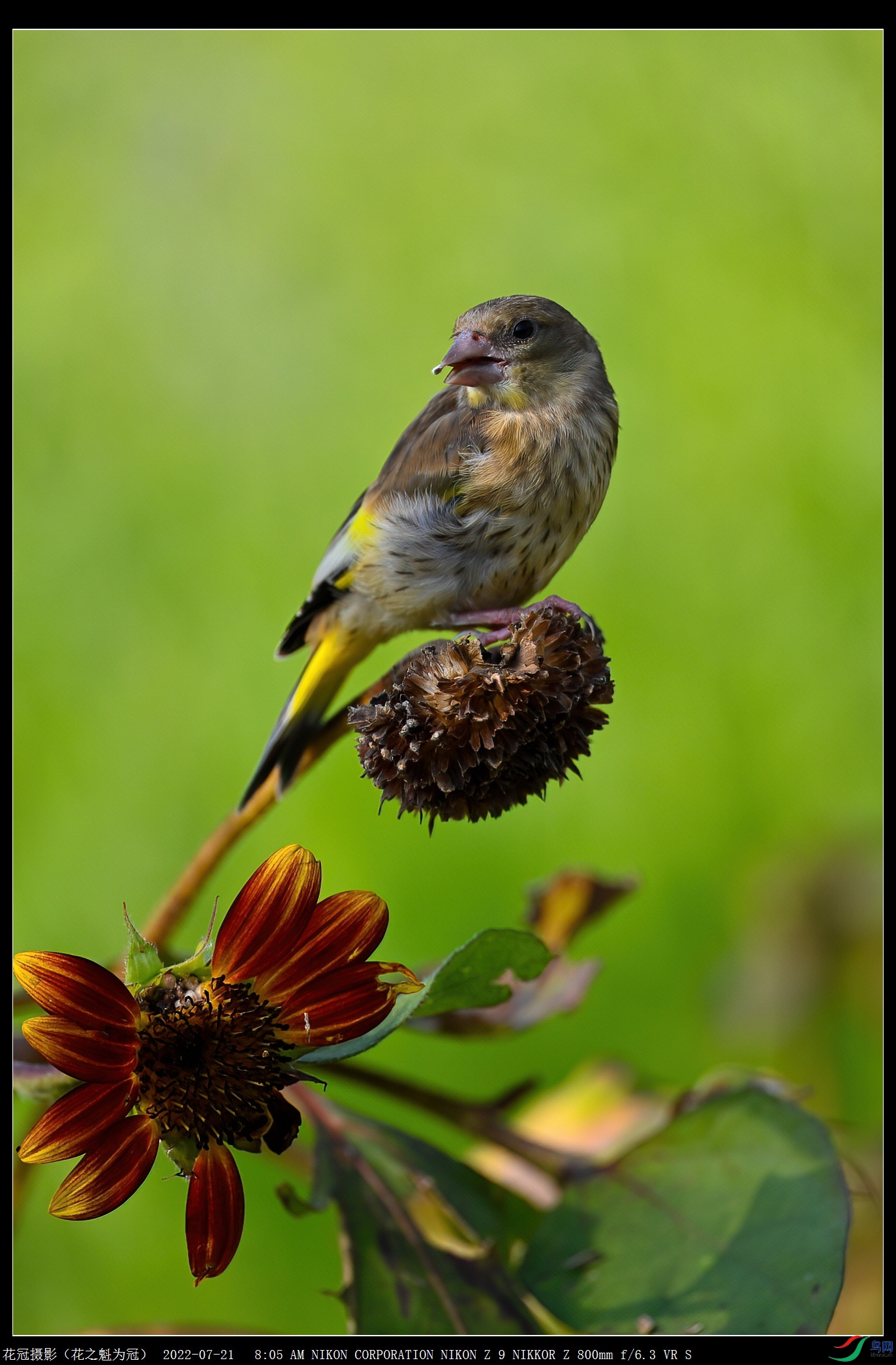 DSC_3857B-1-DeNoiseAI-low-light_����.jpg