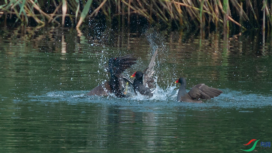 DSC_0063_DxOa.jpg