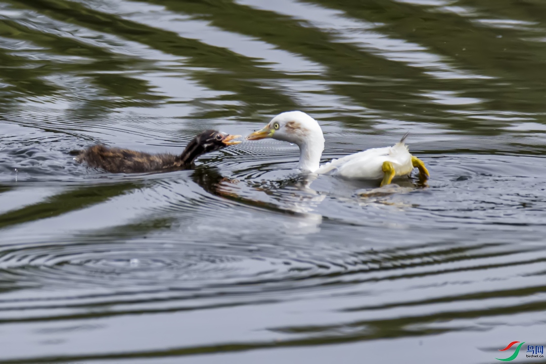 ιʳ   �׻�С�G�f