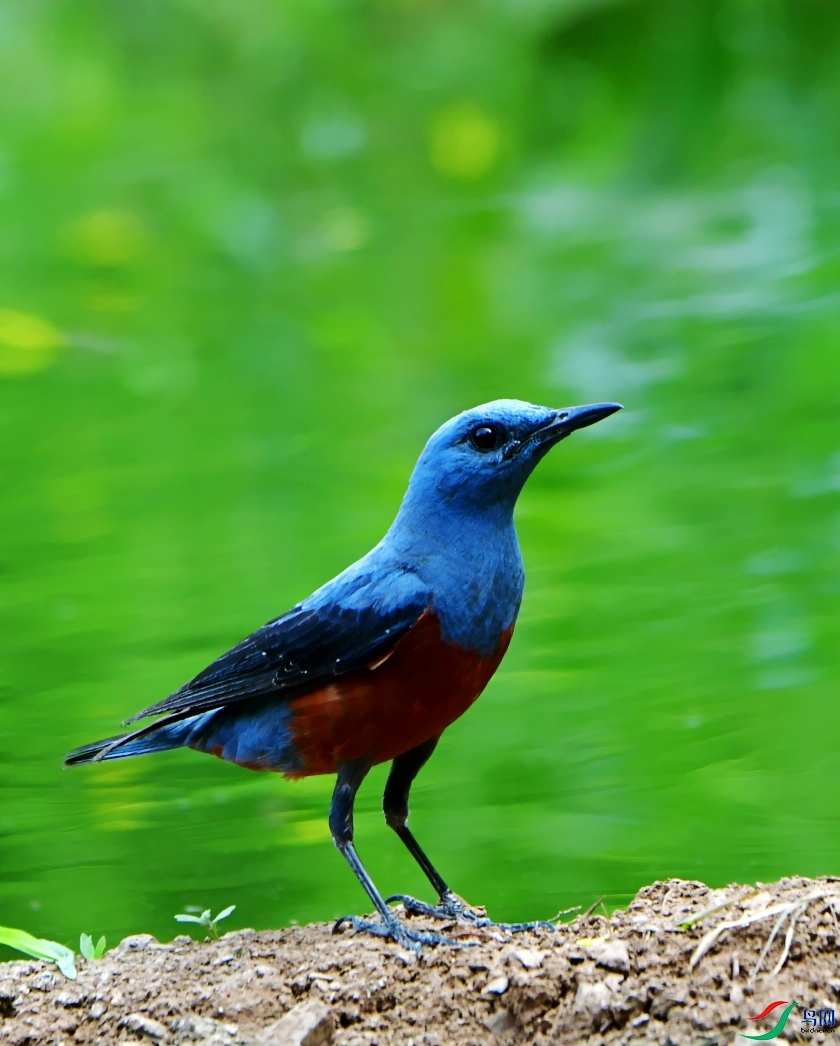 DSC_2367_conew1.jpg