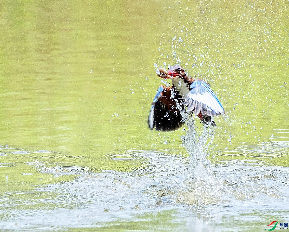 DSC_0419---_conew1.jpg