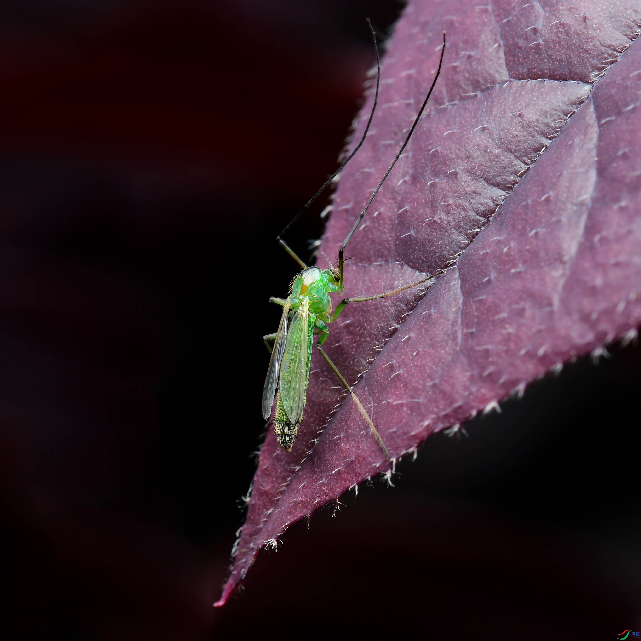 DSC_7192-0-1.jpg