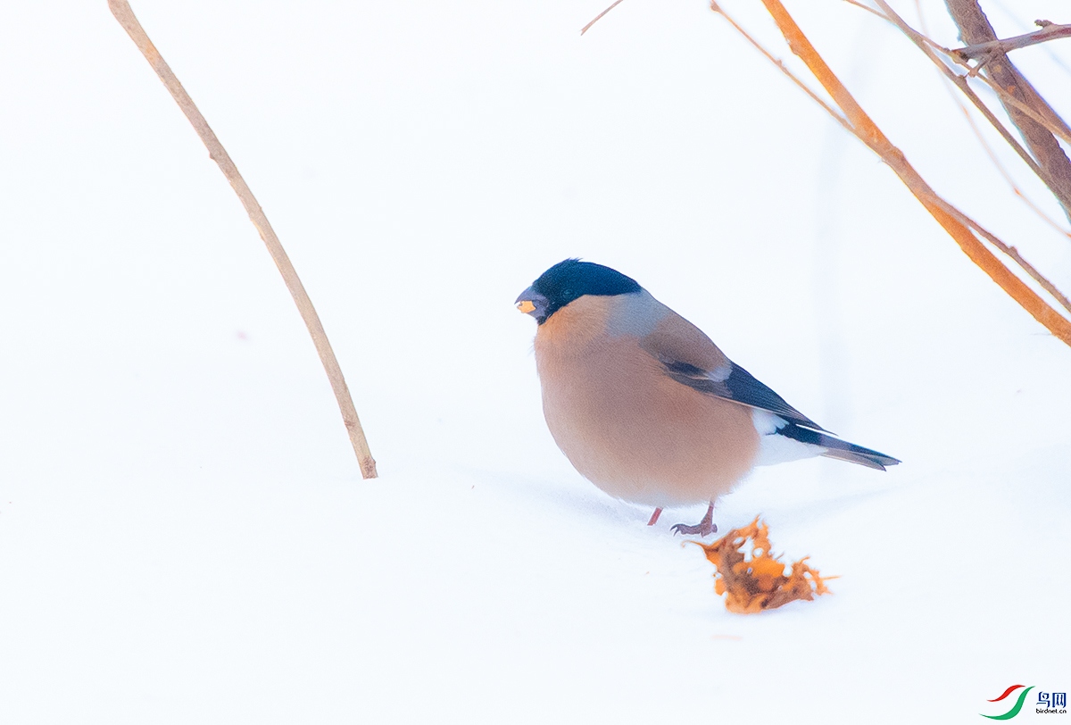 DSC_1663.JPG