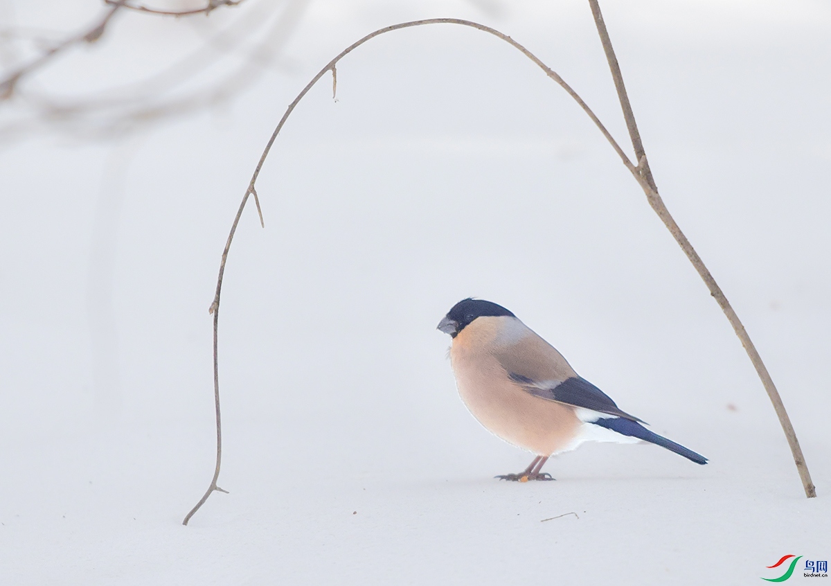 DSC_1667.JPG