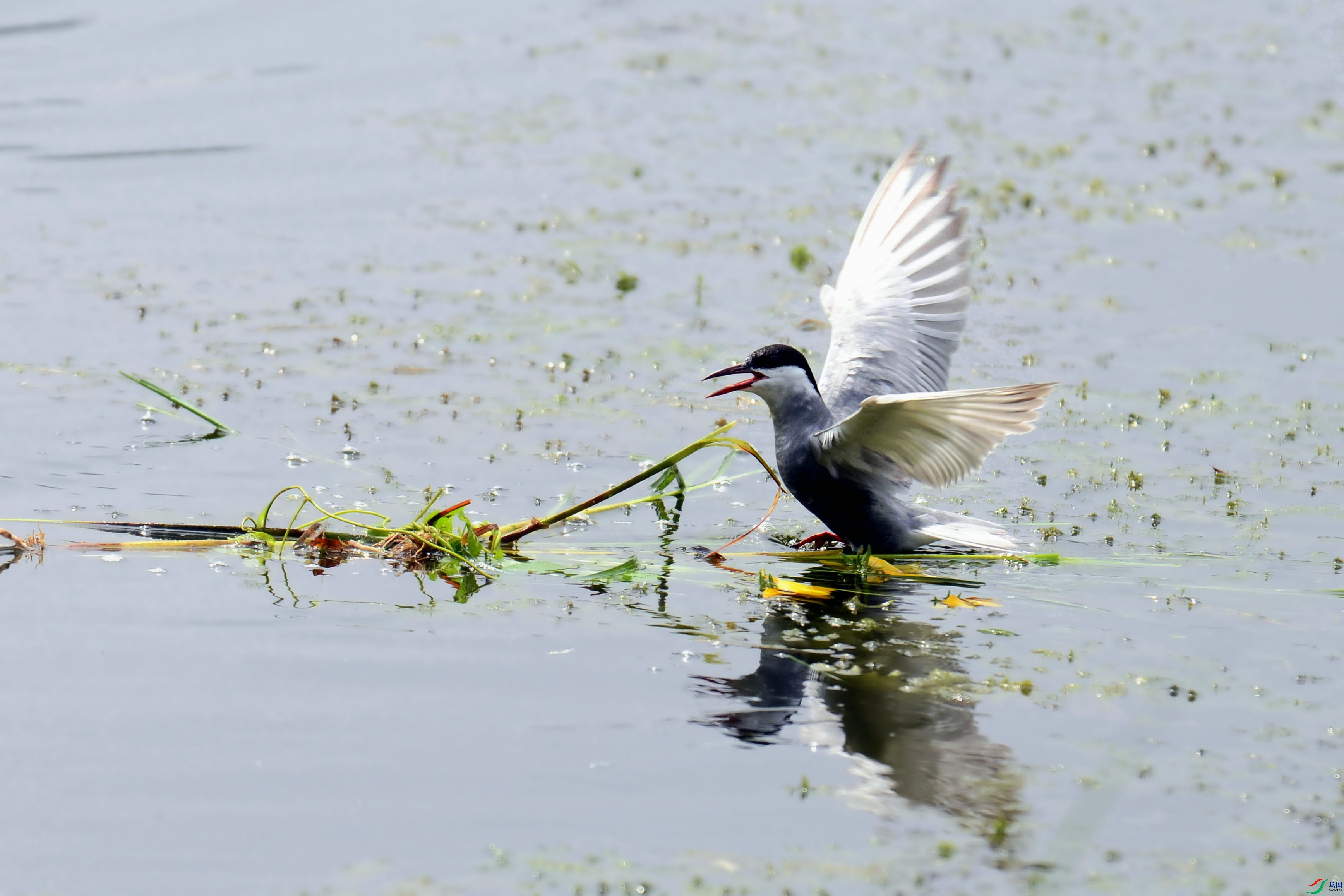 DSC_6795.JPG