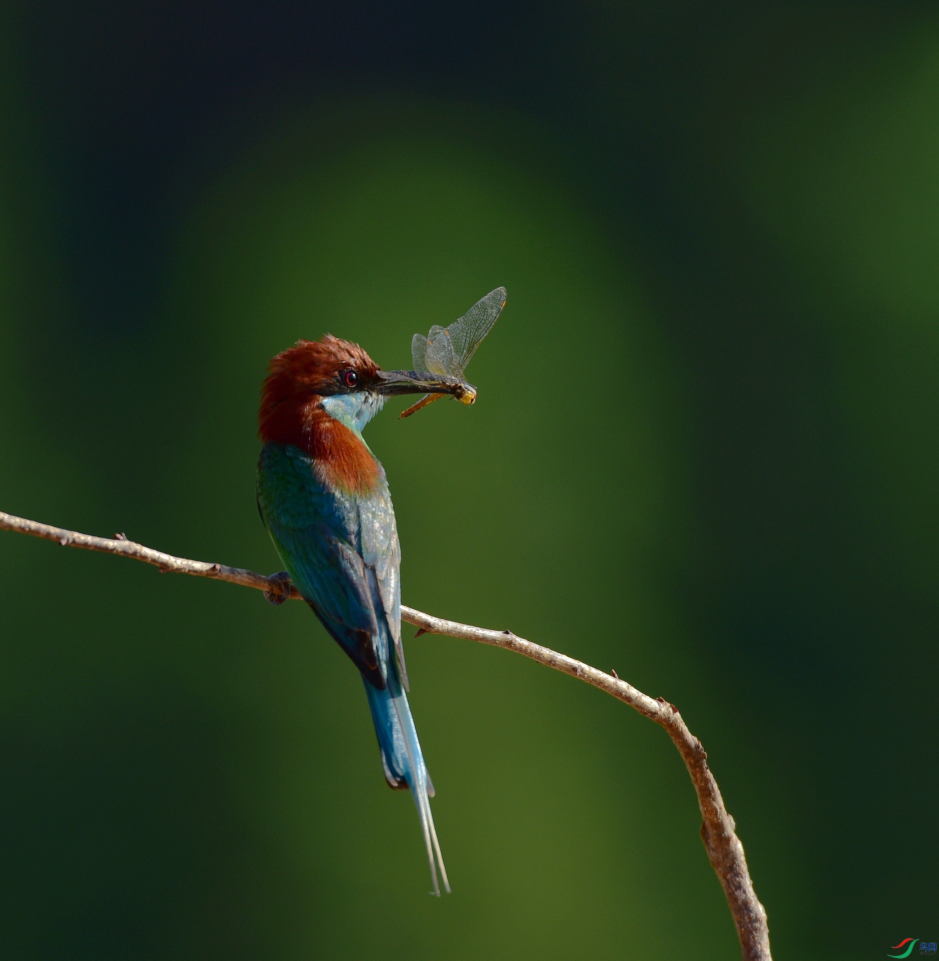 D8I_0433.jpg