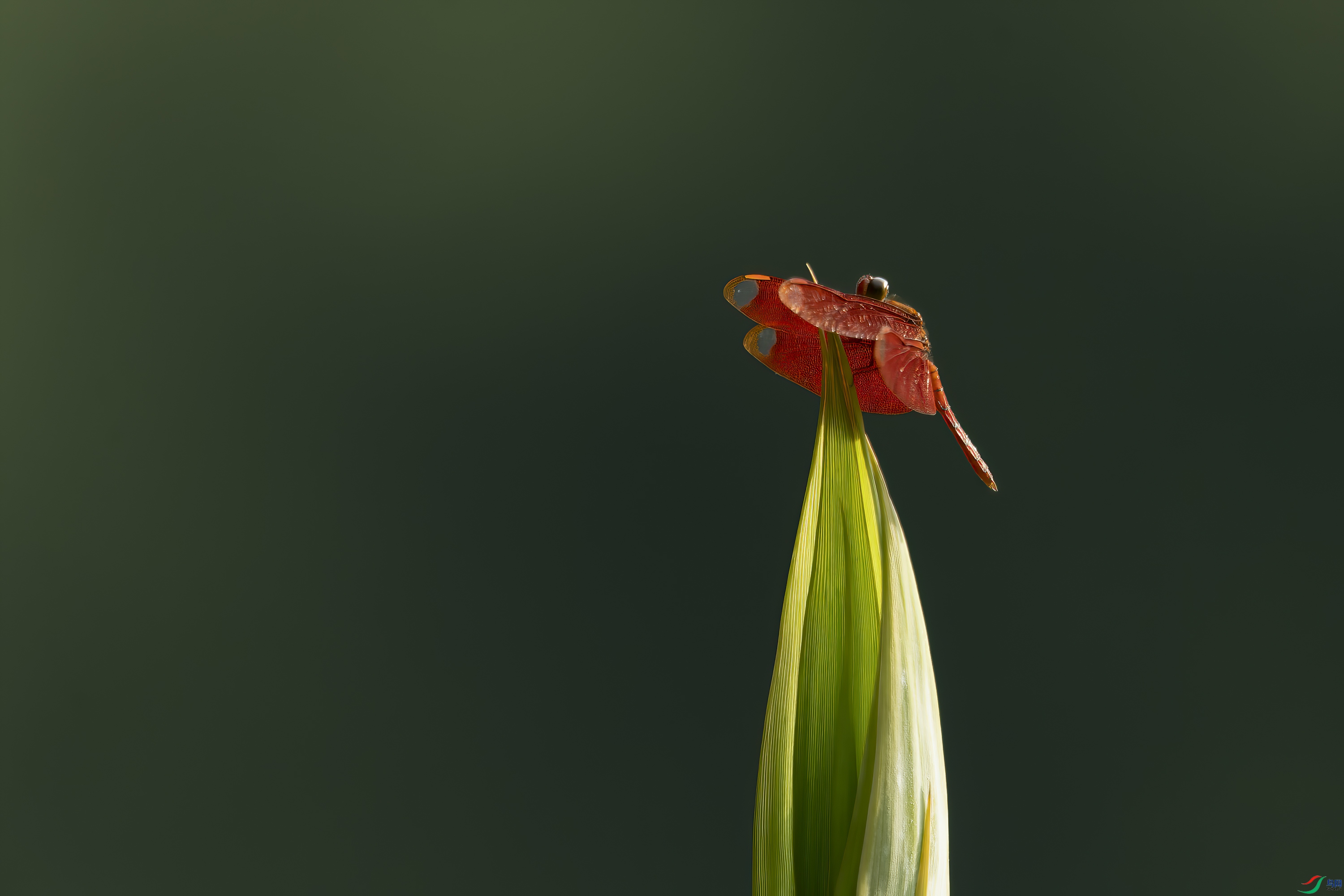 DSC_4592.jpg
