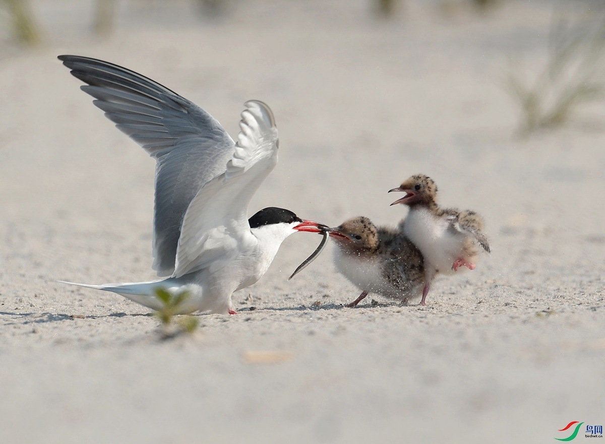 _DSC8491 - ����.JPG