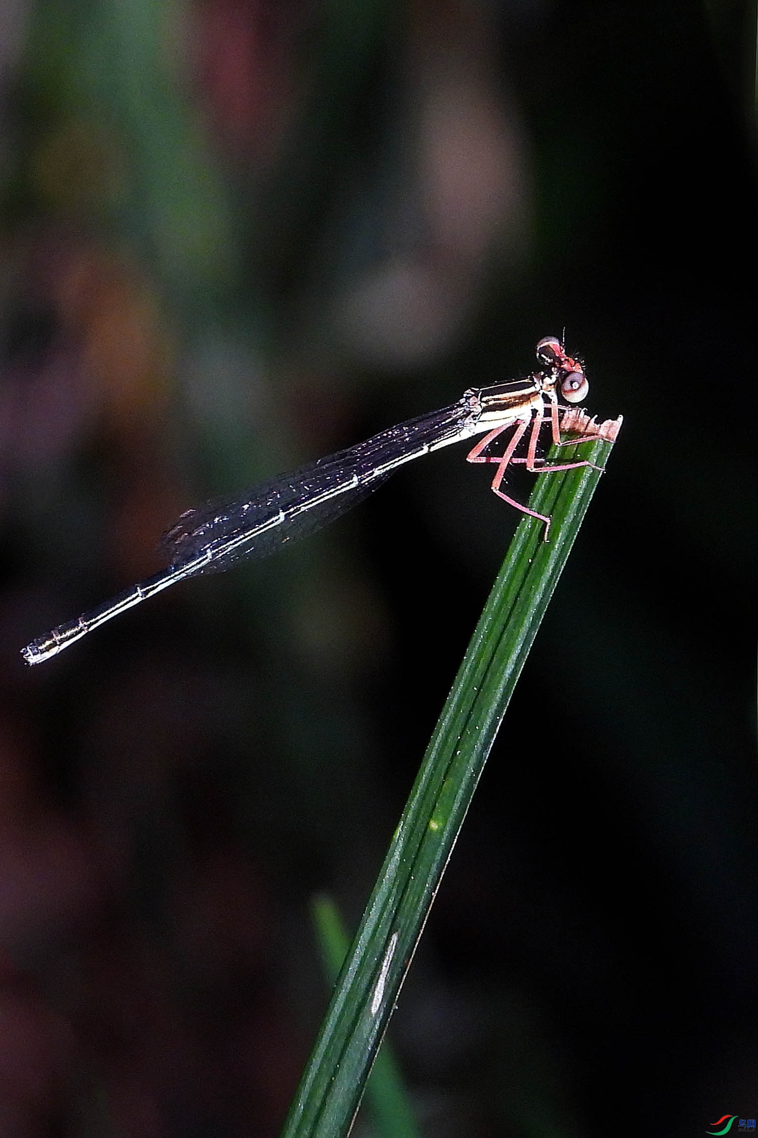 DSCN4810.jpg