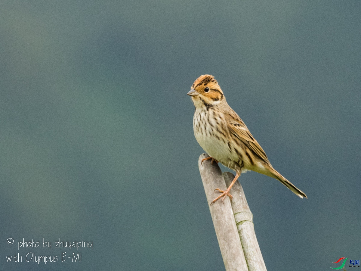 _1260155-2.jpg