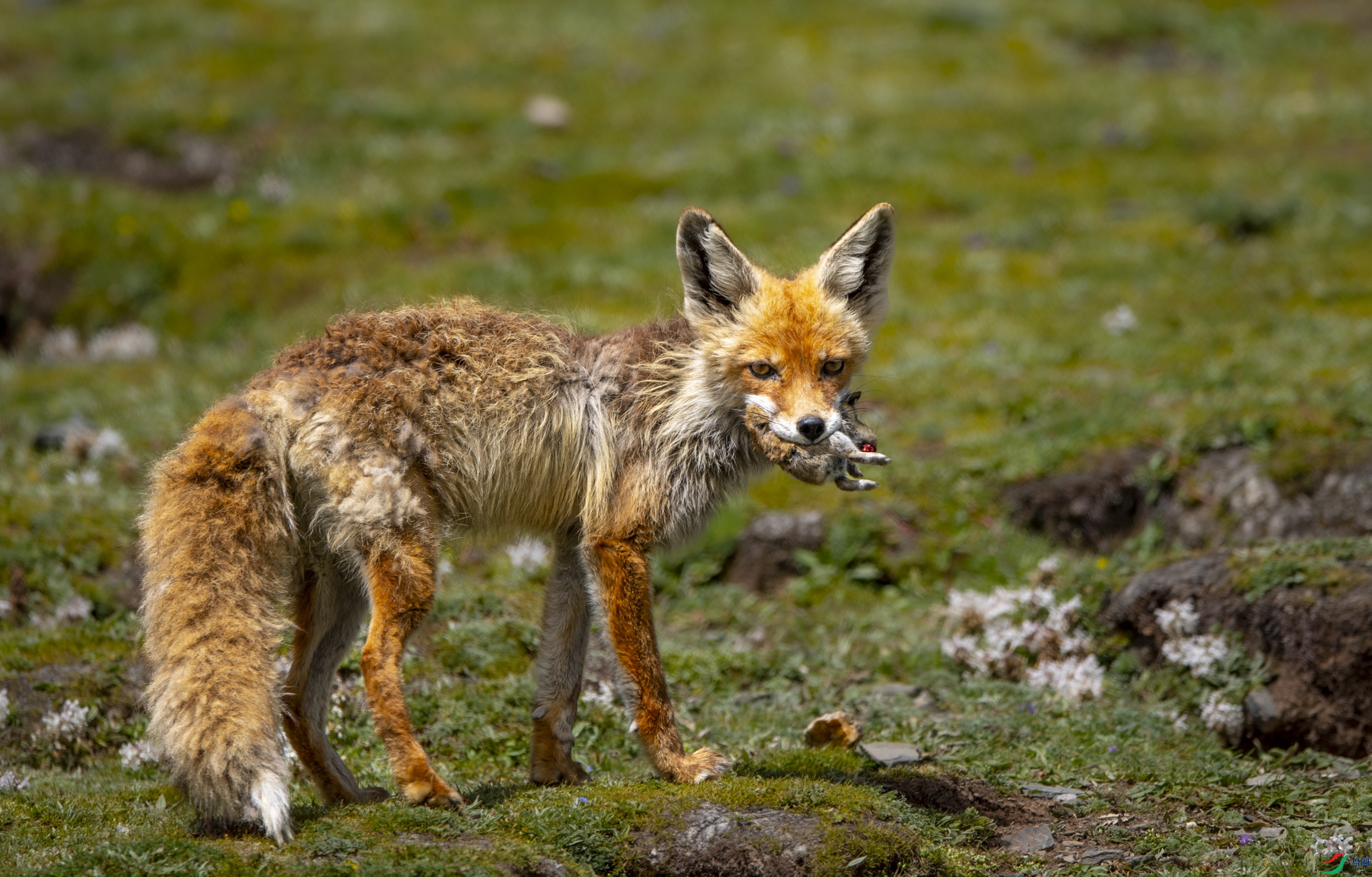 DSC_7953.JPG