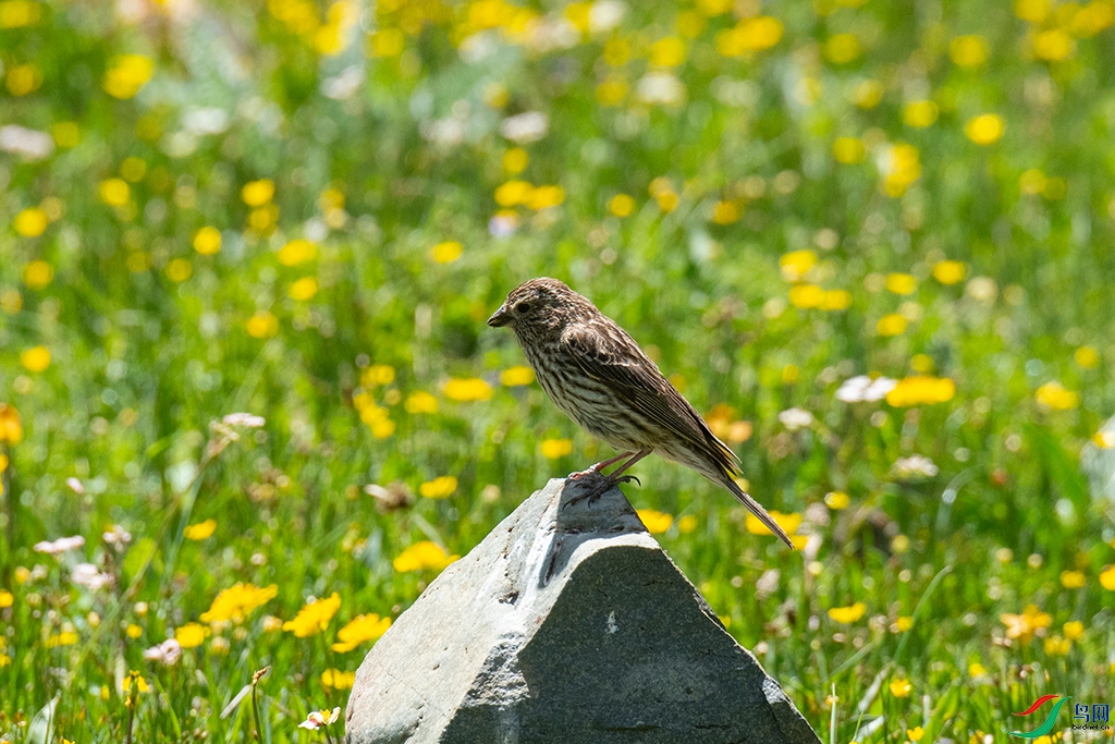 DSC_2793.jpg