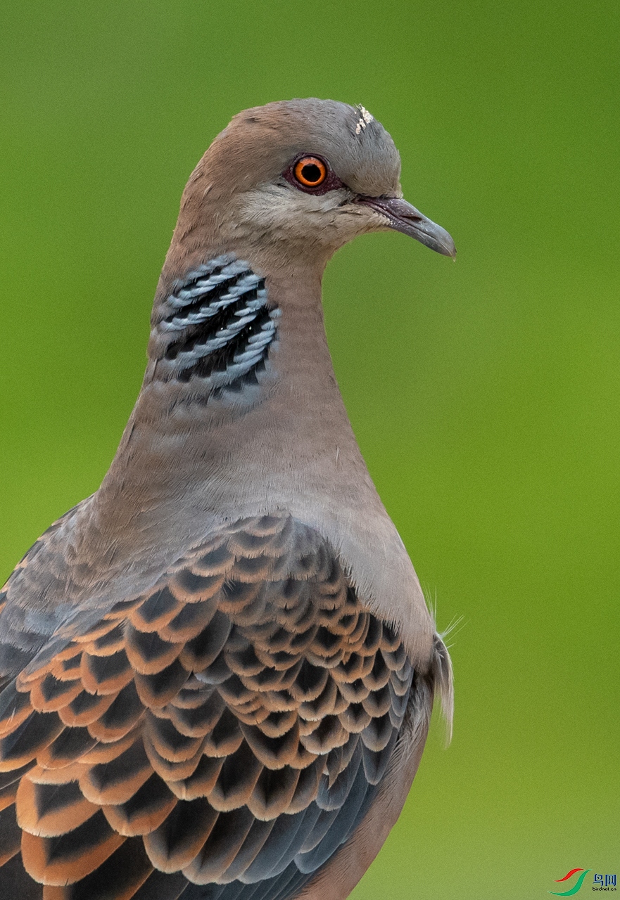 DSC_9092.jpg