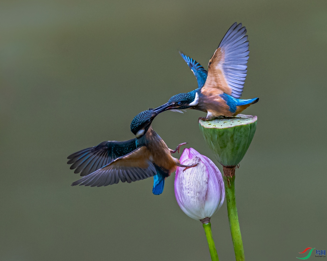 ��ͨ����