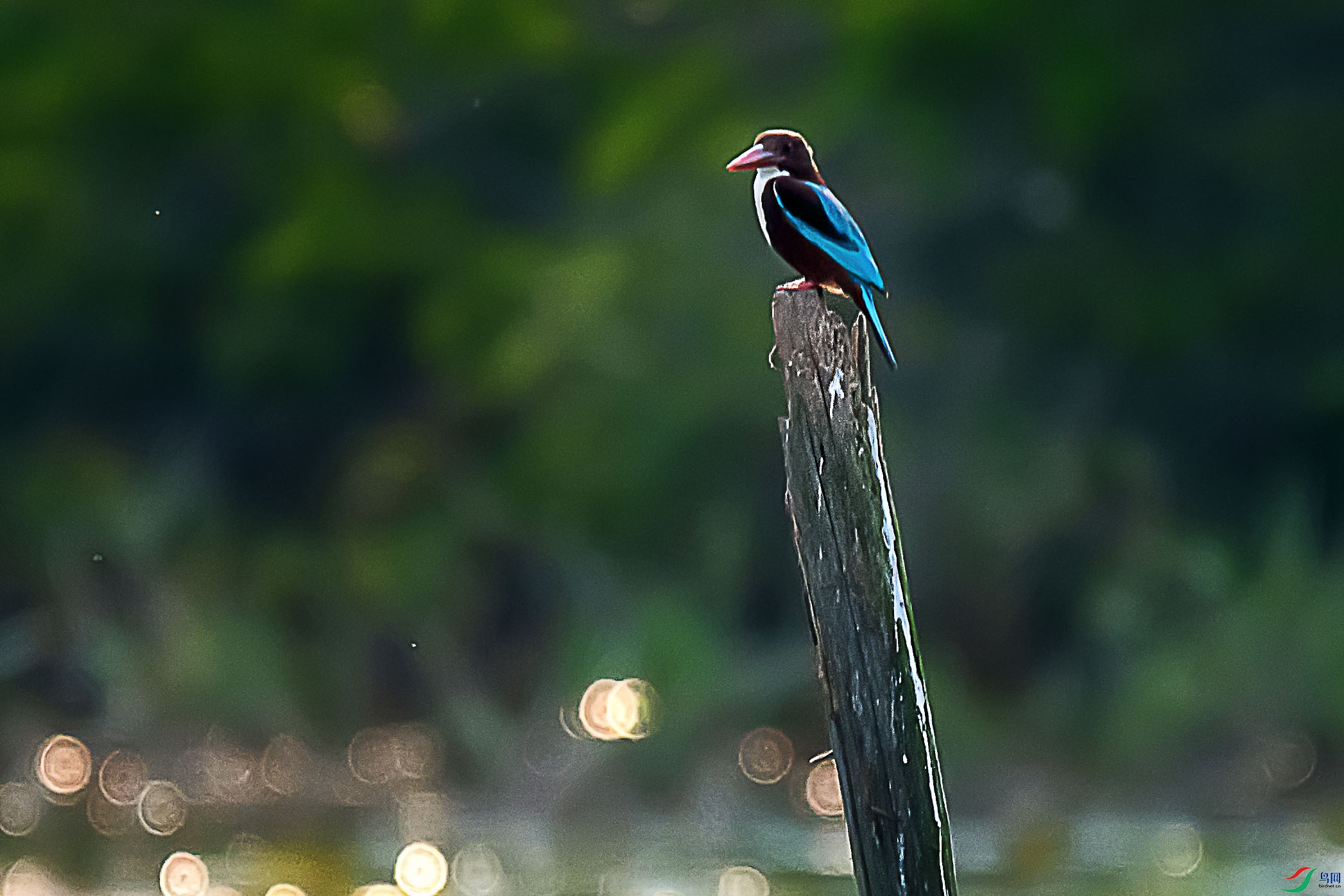 DSC_5900aa.jpg