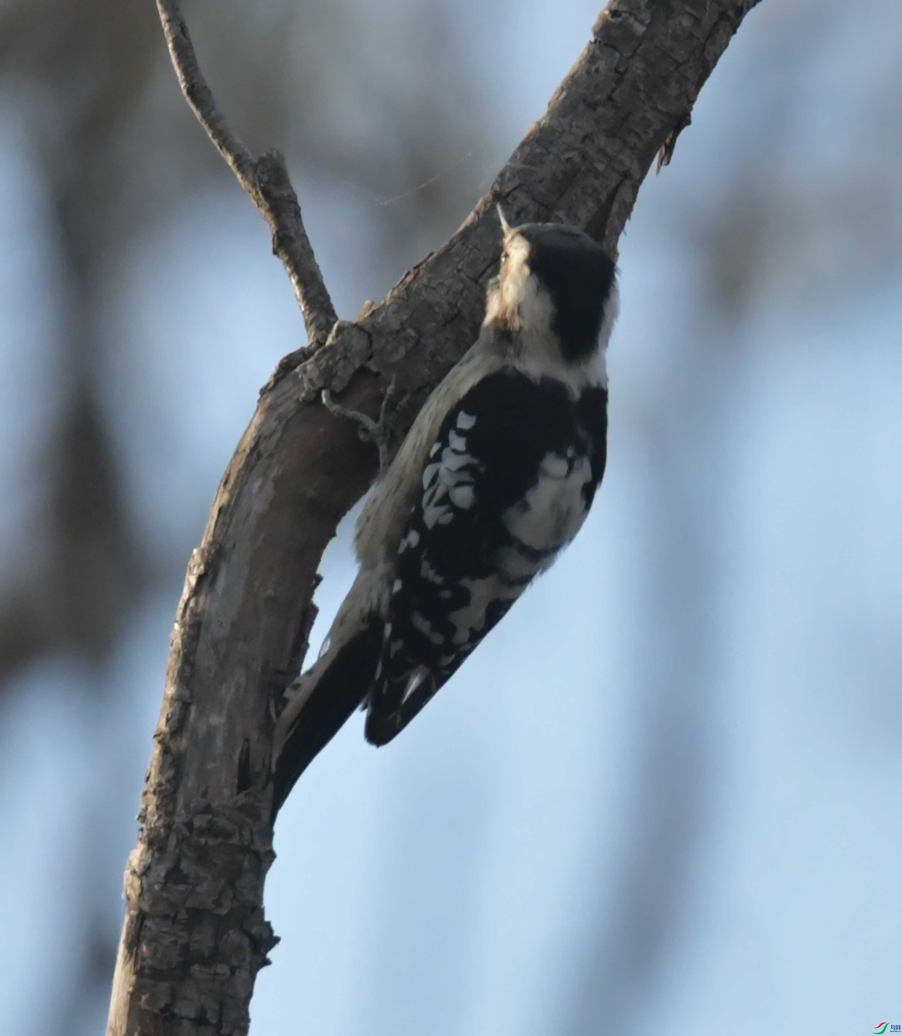DSC_0520.JPG