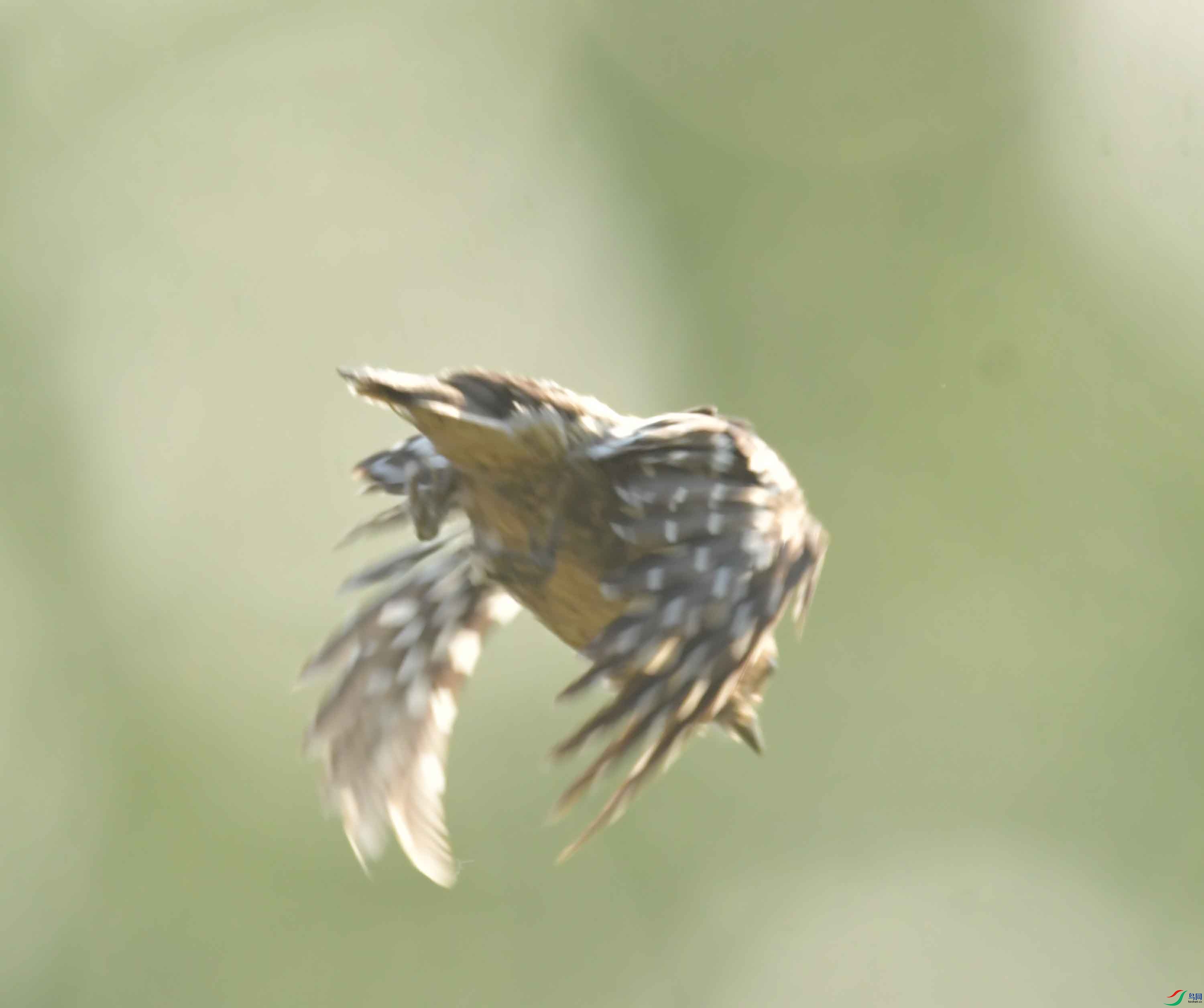 DSC_2577.JPG