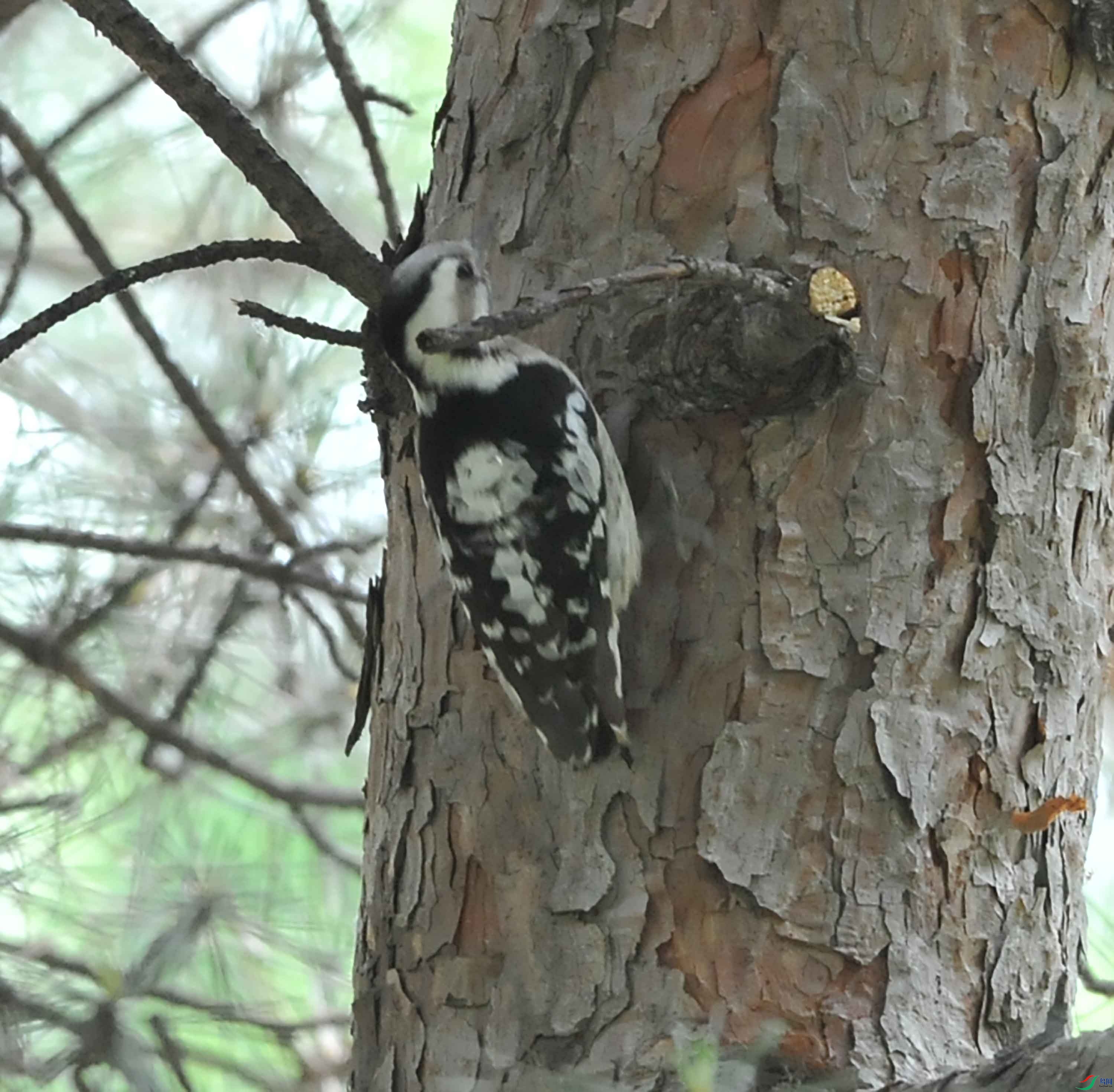 DSC_7918.JPG