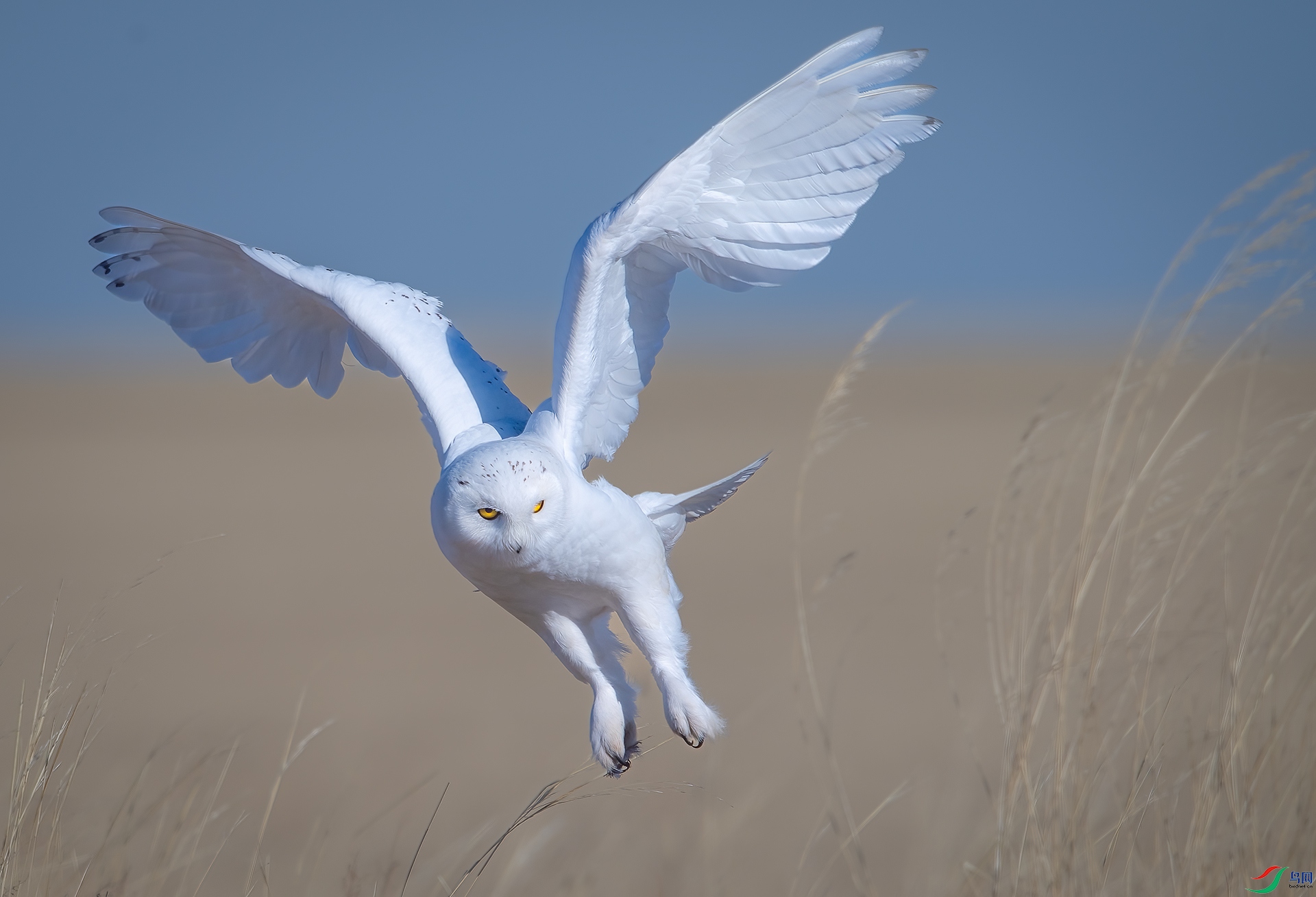 ZXC_0988 - ����1.jpg