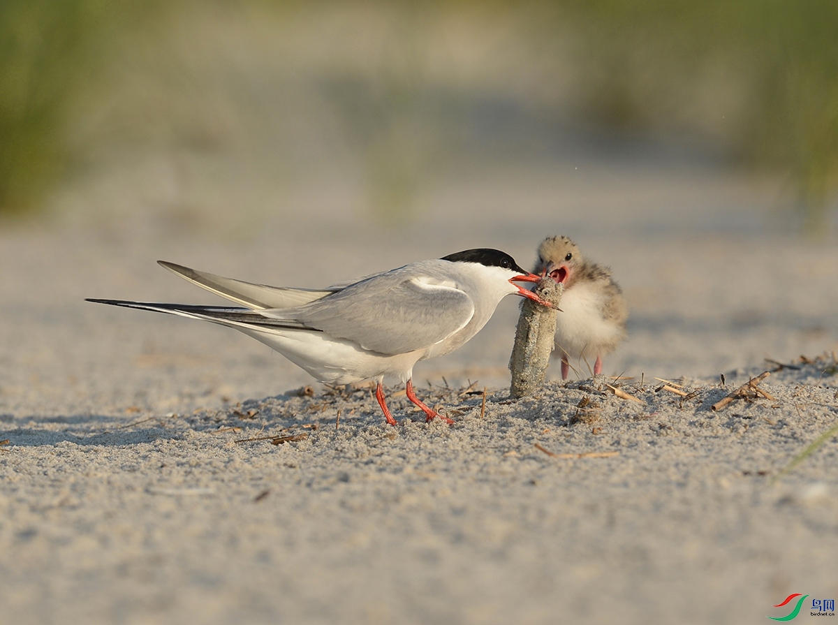 _DSC8310 - ���� - ����.JPG