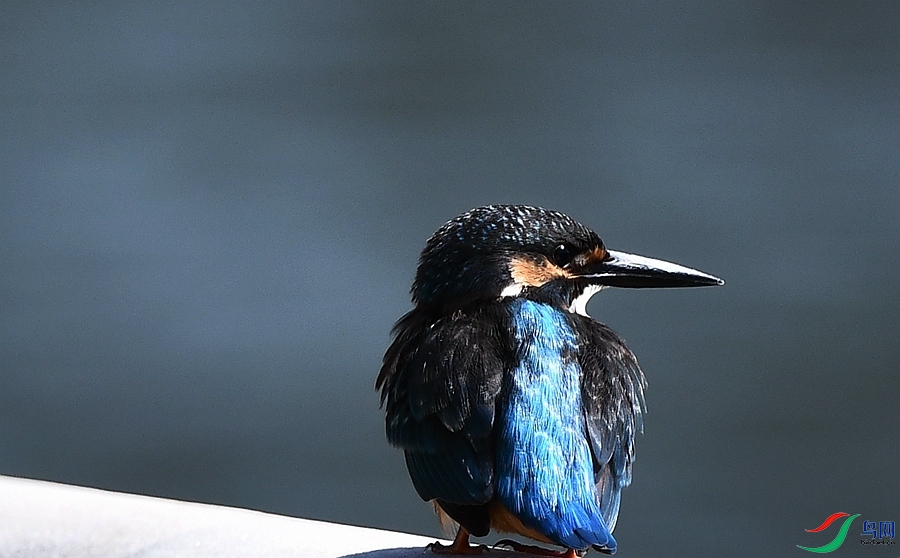 DSC_2329.JPG