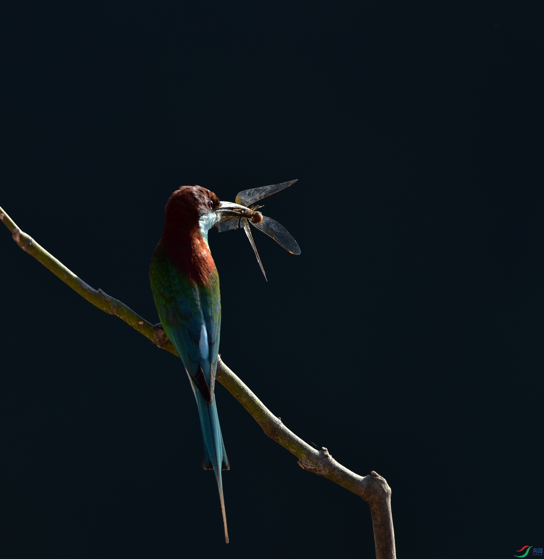 D8I_6913.jpg