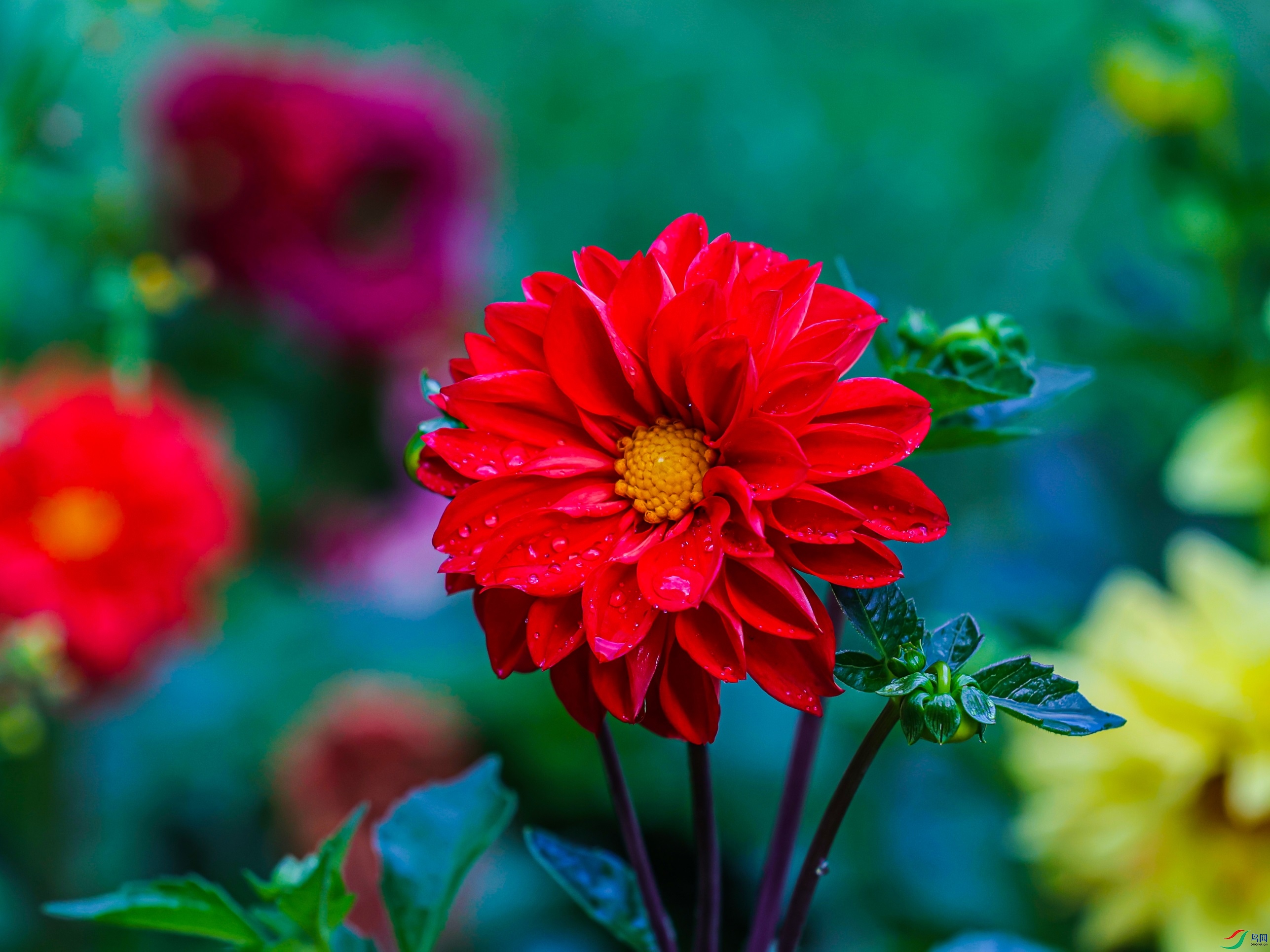 1K3A1682 ����1.jpg