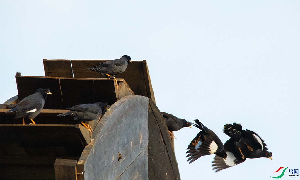 DSC_4477().jpg