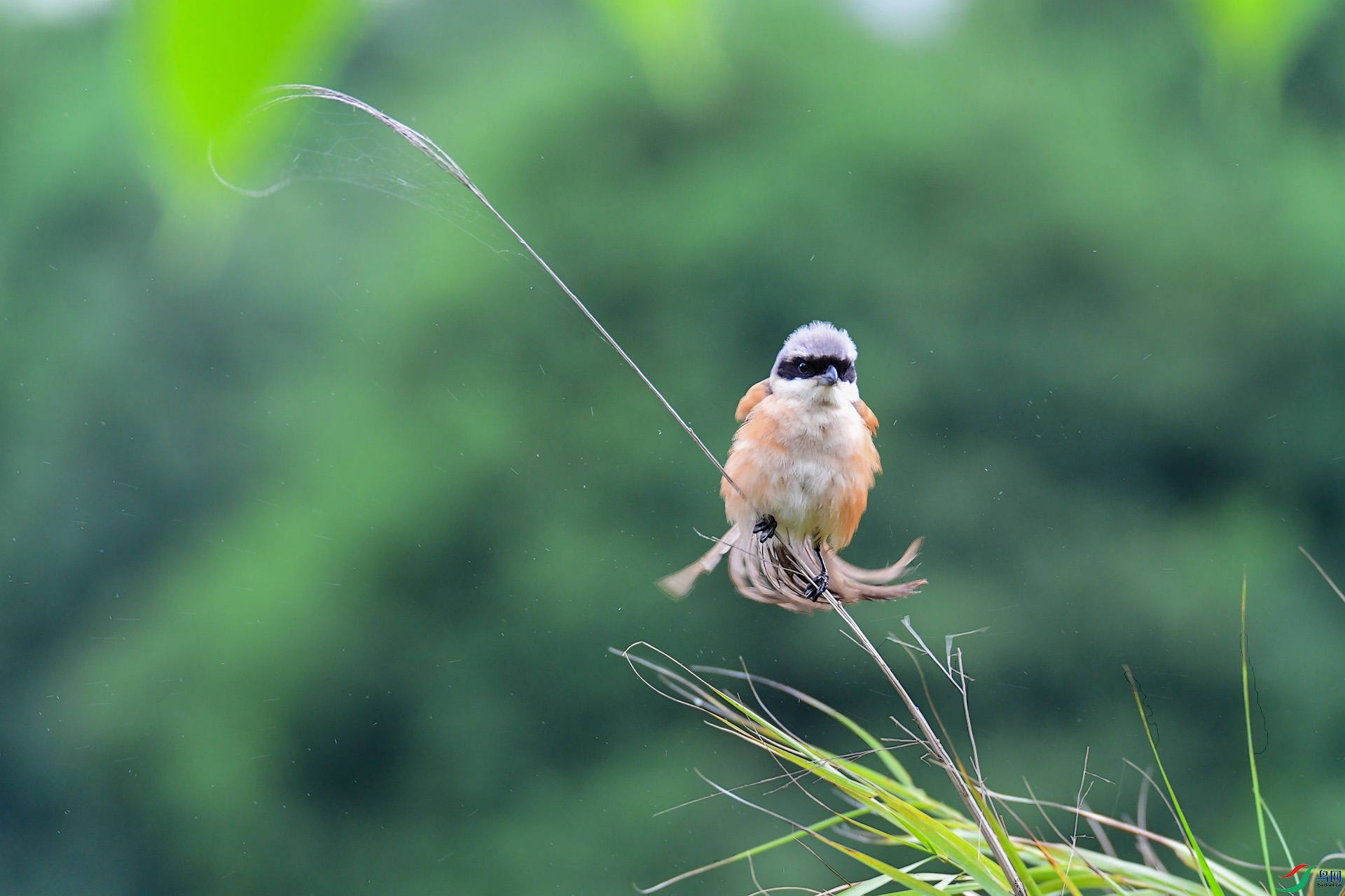 DSC_1988 ����.jpg