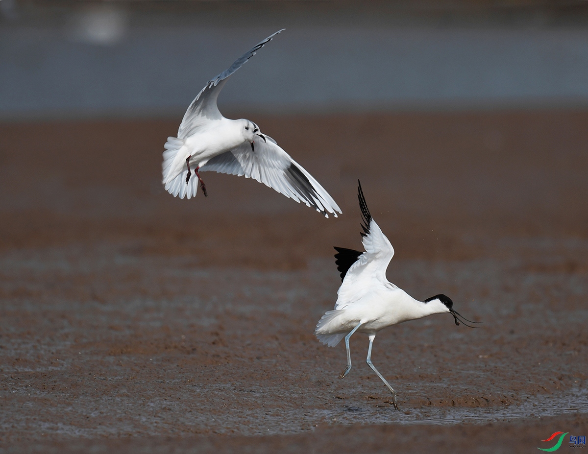 DSC_1198 - ����.JPG