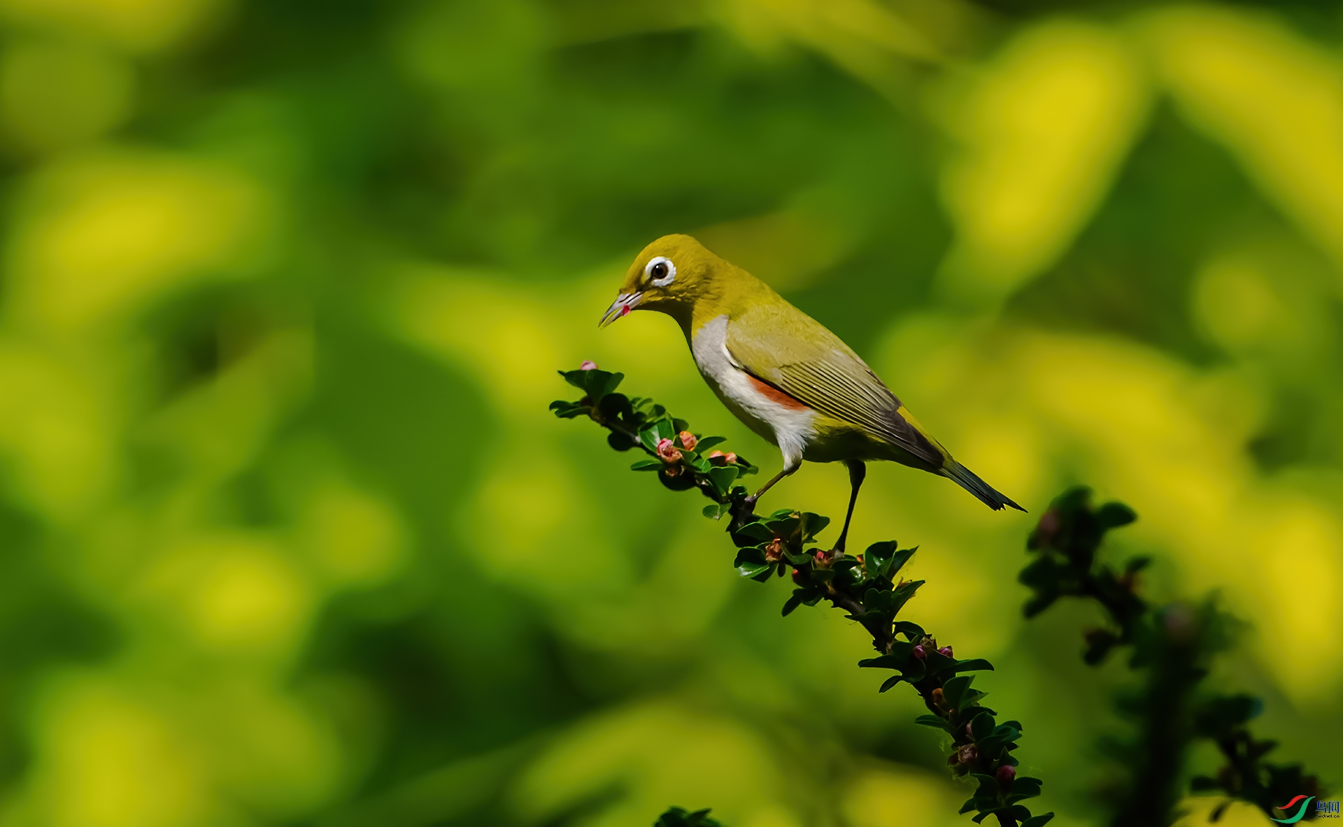 DSC_6520-0.jpg