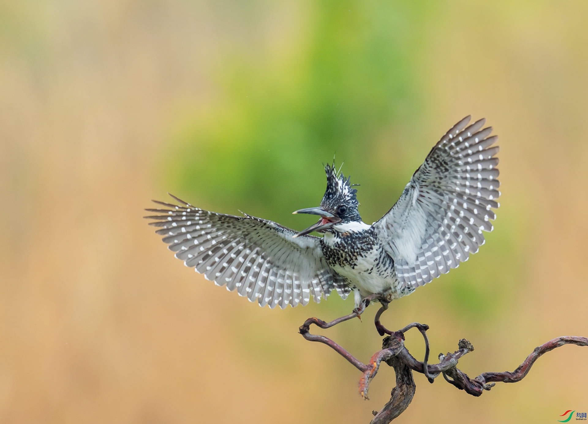 DSC_0135-1.jpg