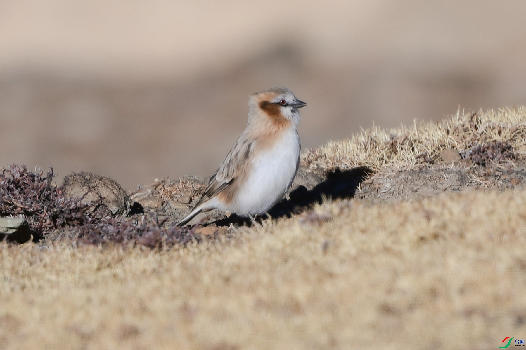 DSC_2836_P����_�½�.jpg