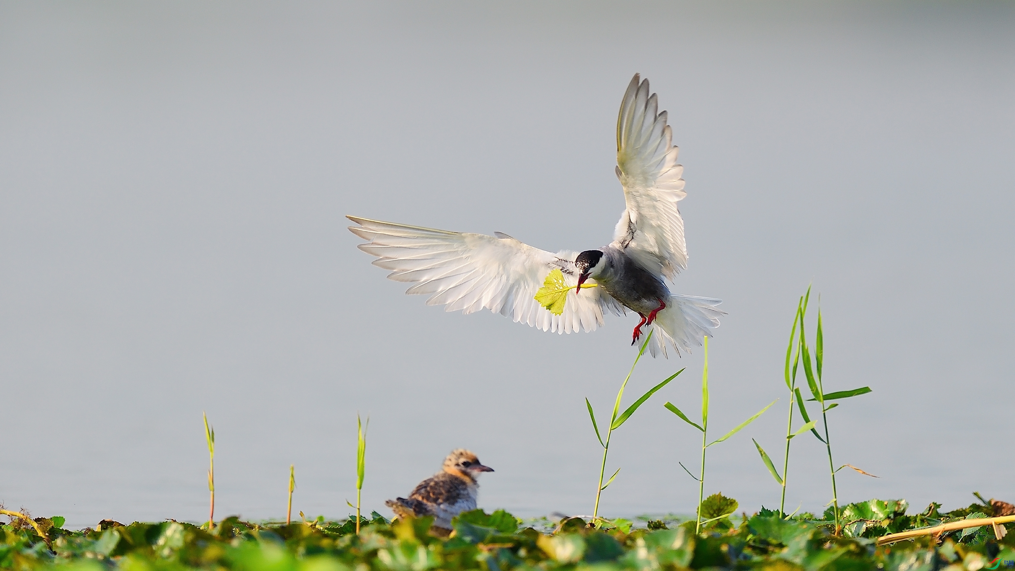 ��������ʳ