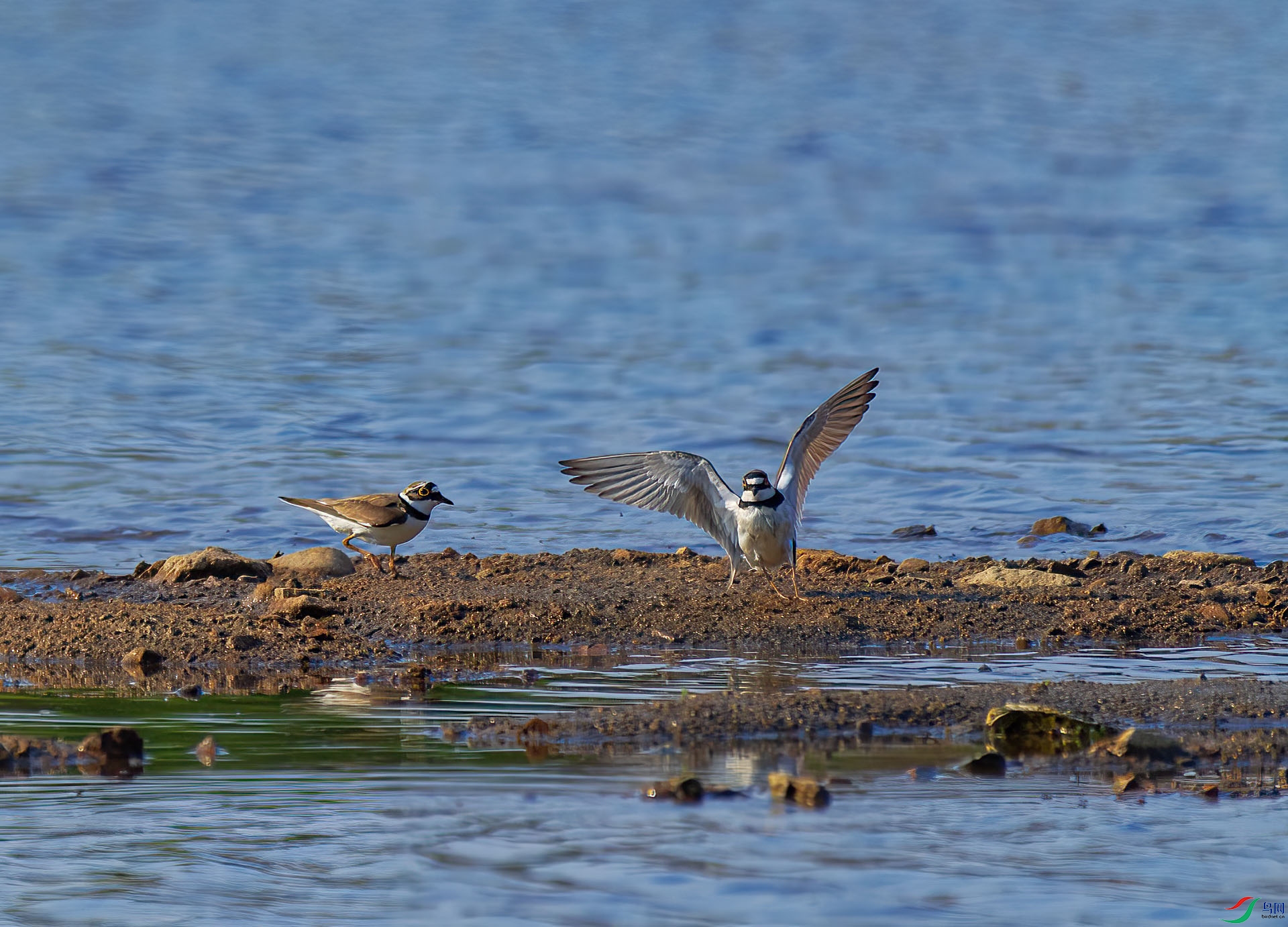 DSC_1964.jpg