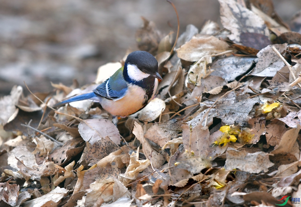 DSC_0685.JPG