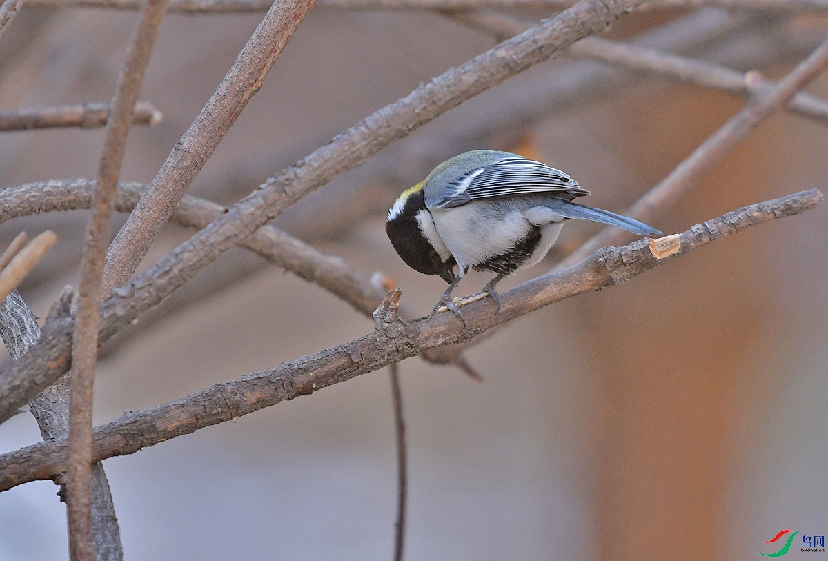 DSC_0892.JPG
