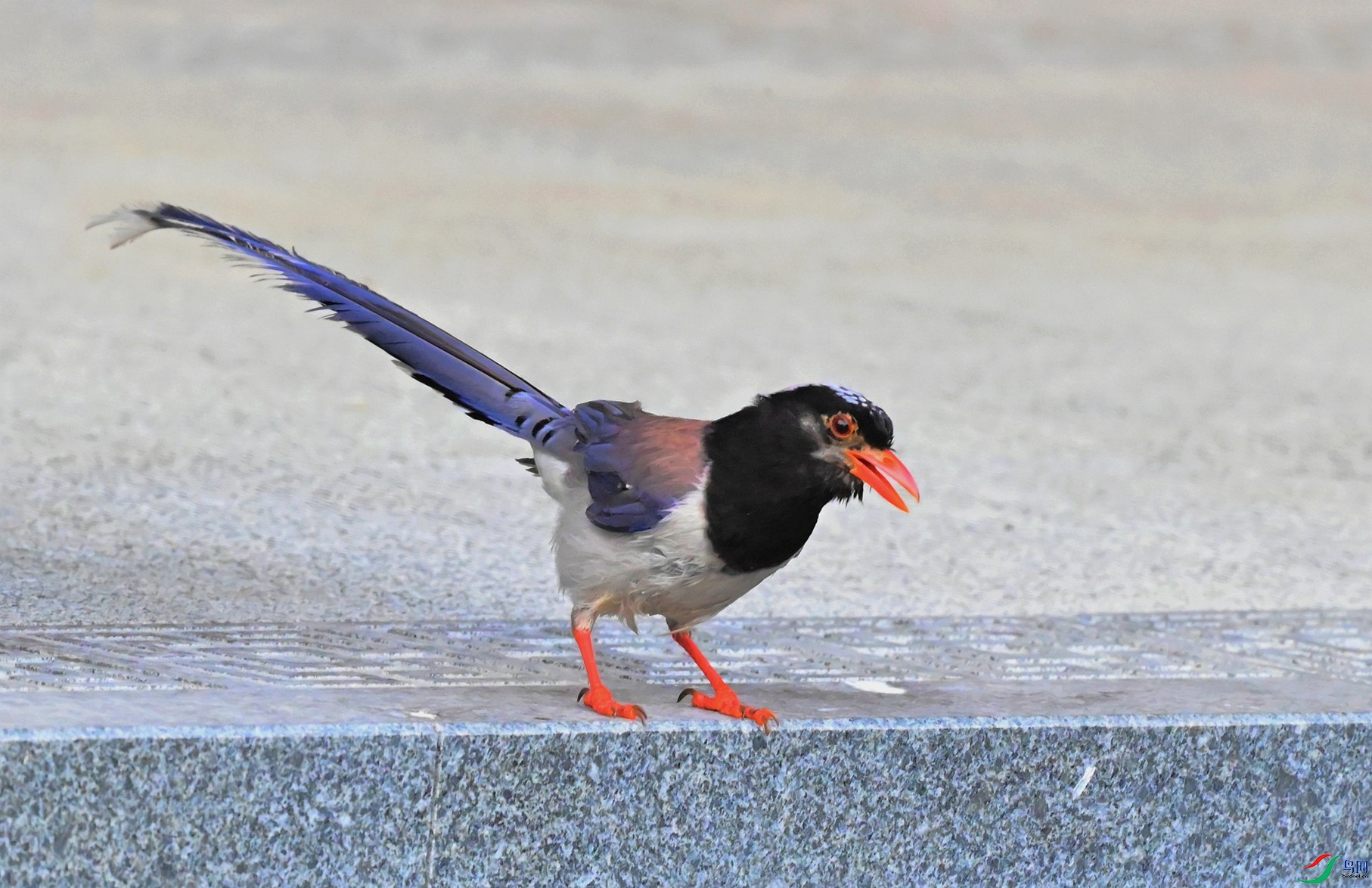 DSC_7006_����_����.jpg