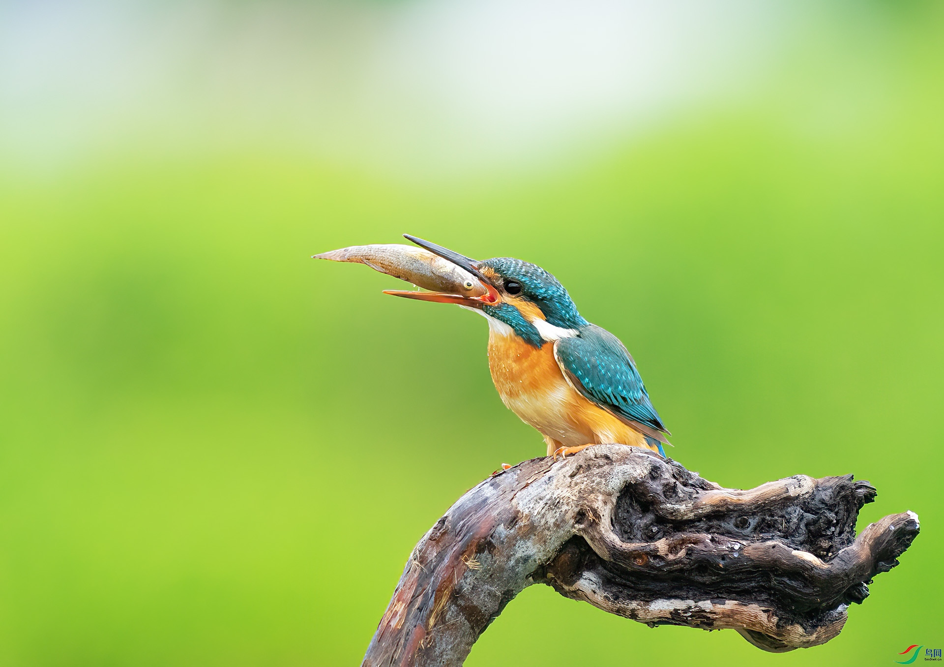 DSC_0331 ����.jpg