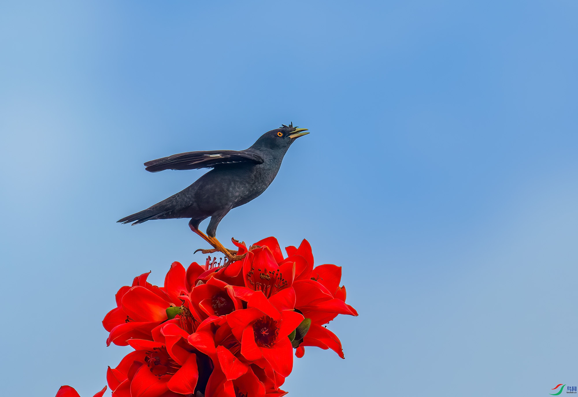 DSC_9703-NEF.jpg