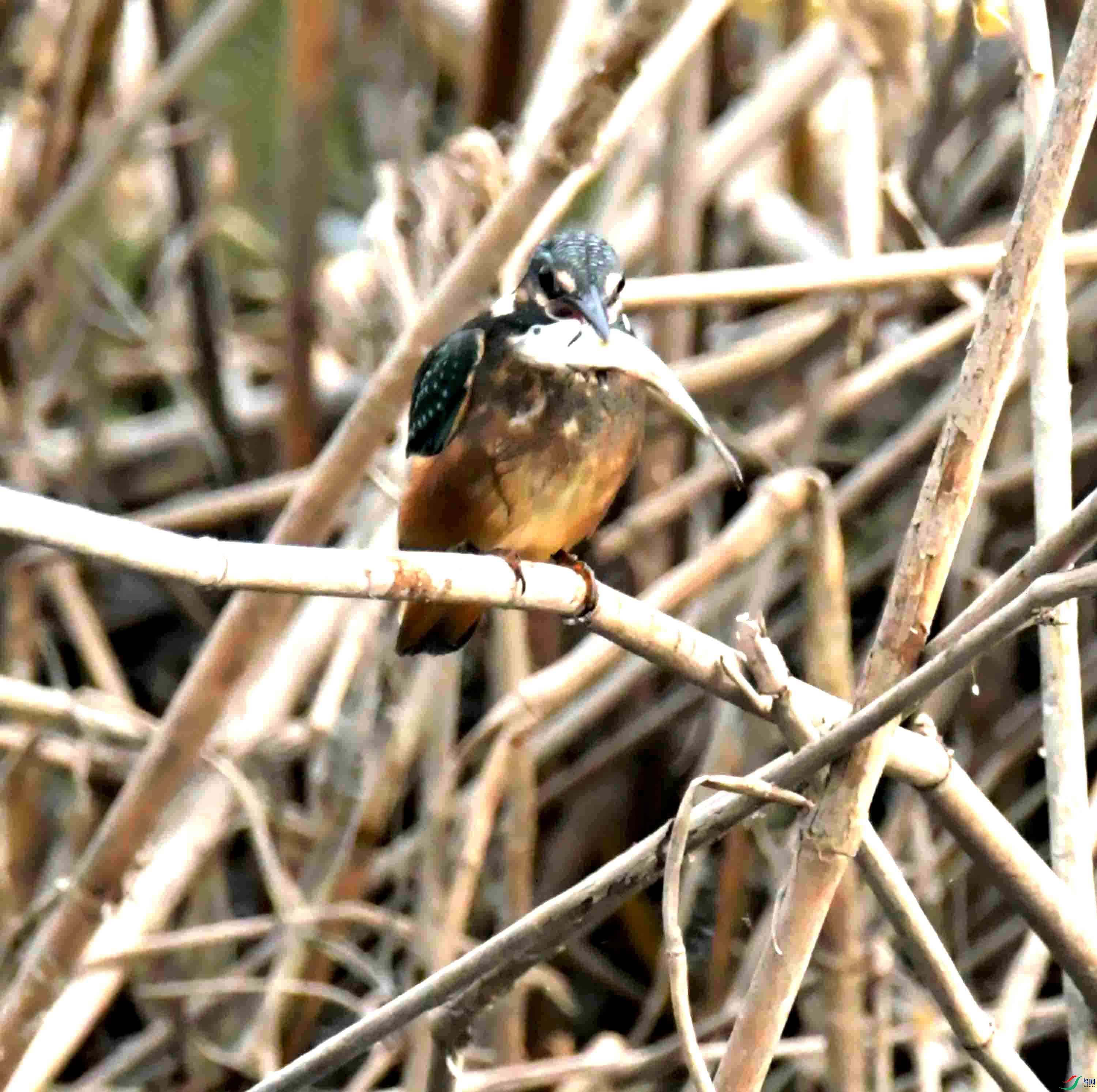 DSC_5771.JPG
